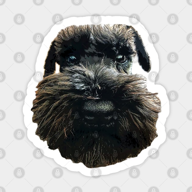 Schnauzer beards clearance